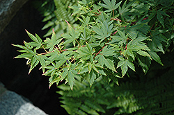 Fjellheim Japanese Maple (Acer palmatum 'Fjellheim') at GardenWorks