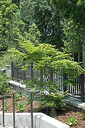 Yellow Bird Japanese Maple (Acer palmatum 'Yellow Bird') at GardenWorks
