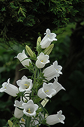 White Canterbury Bells (Campanula medium 'Alba') at GardenWorks