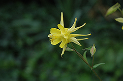 Yellow Star Columbine (Aquilegia chrysantha 'Yellow Star') at GardenWorks