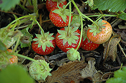 Common Wild Strawberry (Fragaria virginiana) at GardenWorks