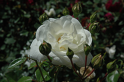 White Dawn Rose (Rosa 'White Dawn') at GardenWorks