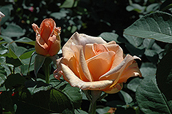 Sunset Celebration Rose (Rosa 'Sunset Celebration') at GardenWorks