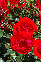 Showbiz Rose (Rosa 'Showbiz') at GardenWorks