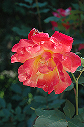 Rio Samba Rose (Rosa 'Rio Samba') at GardenWorks