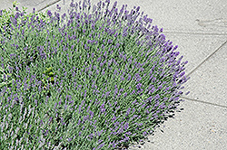 Munstead Lavender (Lavandula angustifolia 'Munstead') at GardenWorks