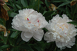 Avalanche Peony (Paeonia 'Avalanche') at GardenWorks