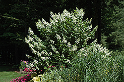 Tardiva Hydrangea (tree form) (Hydrangea paniculata 'Tardiva (tree form)') at GardenWorks