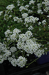 Alpine Cress (Hutchinsia alpina) at GardenWorks