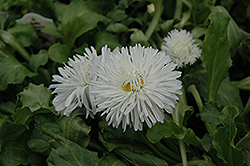Enorma White English Daisy (Bellis perennis 'Enorma White') at GardenWorks