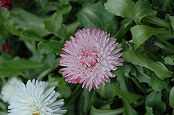 Enorma Pink English Daisy (Bellis perennis 'Enorma Pink') at GardenWorks