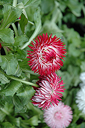 Enorma Red English Daisy (Bellis perennis 'Enorma Red') at GardenWorks