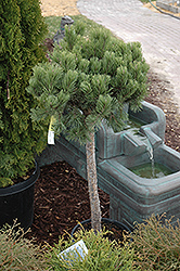 Dwarf Mugo Pine (Pinus mugo 'var. pumilio (tree form)') at GardenWorks