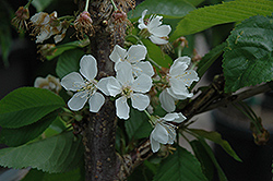 Rainier Cherry (Prunus avium 'Rainier') at GardenWorks
