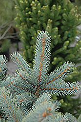 Bakeri Blue Spruce (Picea pungens 'Bakeri') at GardenWorks