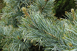 Silver Ray Korean Pine (Pinus koraiensis 'Silver Ray') at GardenWorks