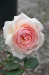 A Shropshire Lad Rose (Rosa 'A Shropshire Lad') at GardenWorks