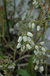 Chandler Blueberry (Vaccinium corymbosum 'Chandler') at GardenWorks