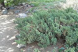 San Jose Juniper (Juniperus chinensis 'San Jose') at GardenWorks