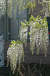 White Chinese Wisteria (Wisteria sinensis 'Alba') at GardenWorks