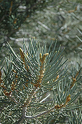 Singleleaf Pinyon Pine (Pinus monophylla) at GardenWorks