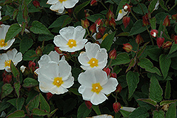 White Rockrose (Cistus ladanifer 'var. albiflorus') at GardenWorks