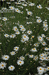Marguerite Daisy (Argyranthemum gracile) at GardenWorks