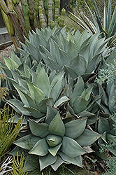 Parry's Agave (Agave parryi) at GardenWorks