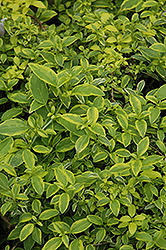 Aurea Hardy Fuchsia (Fuchsia magellanica 'Aurea') at GardenWorks