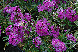 Poem Lilac Wallflower (Erysimum 'Poem Lilac') at GardenWorks
