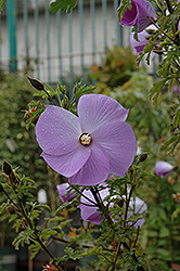 Santa Cruz Lilac Hibiscus (Alyogyne huegelii 'Santa Cruz') at GardenWorks