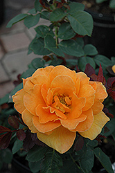 Vavoom Rose (Rosa 'Vavoom') at GardenWorks