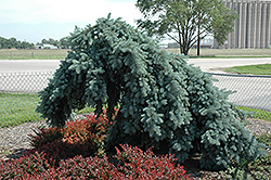 Weeping Blue Spruce (Picea pungens 'Pendula (tree form)') at GardenWorks