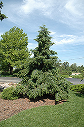 Weeping Serbian Spruce (Picea omorika 'Pendula') at GardenWorks