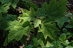 Vaughn's Lillie Hydrangea (Hydrangea quercifolia 'Vaughn's Lillie') at GardenWorks