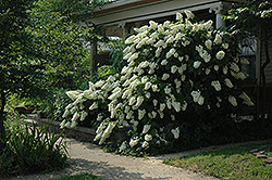 Snowflake Hydrangea (Hydrangea quercifolia 'Snowflake') at GardenWorks