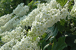 Snowflake Hydrangea (Hydrangea quercifolia 'Snowflake') at GardenWorks