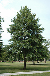 Pin Oak (Quercus palustris) at GardenWorks