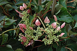 Rosea Hydrangea Vine (Schizophragma hydrangeoides 'Rosea') at GardenWorks