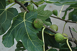 Mission Fig (Ficus carica 'Mission') at GardenWorks
