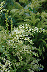 Sekkan Japanese Cedar (Cryptomeria japonica 'Sekkan Sugi') at GardenWorks