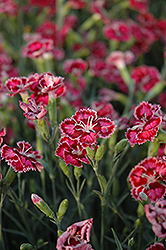 Cranberry Ice Pinks (Dianthus 'Cranberry Ice') at GardenWorks