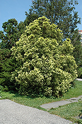 Sekkan Japanese Cedar (Cryptomeria japonica 'Sekkan Sugi') at GardenWorks