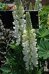 Russell White Lupine (Lupinus 'Russell White') at GardenWorks