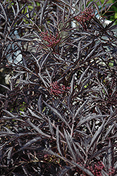 Black Lace Elder (Sambucus nigra 'Eva') at GardenWorks