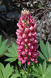 Gallery Red Lupine (Lupinus 'Gallery Red') at GardenWorks