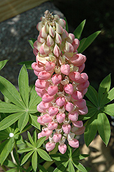 Russell Pink Shades Lupine (Lupinus 'Russell Pink Shades') at GardenWorks