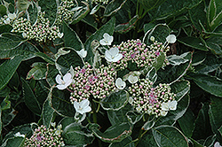 Mariesii Variegata Hydrangea (Hydrangea macrophylla 'Mariesii Variegata') at GardenWorks