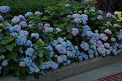 Nikko Blue Hydrangea (Hydrangea macrophylla 'Nikko Blue') at GardenWorks