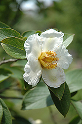 Japanese Stewartia (Stewartia pseudocamellia) at GardenWorks